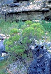 Veronica cupressoides. Habit. Cave Stream, Canterbury.
 Image: M.J. Bayly © Te Papa CC-BY-NC 3.0 NZ